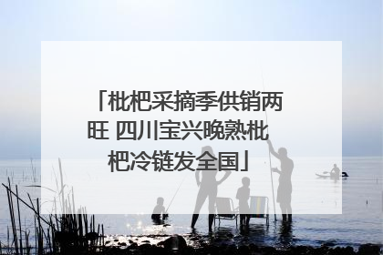 枇杷采摘季供销两旺 四川宝兴晚熟枇杷冷链发全国